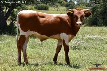 LINDA'S BULL CALF