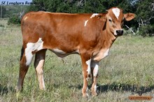 SUNSHINE'S BULL CALF