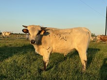 Marshals Blue Sapphire Bull Calf