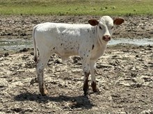 Name Dropper x Daycee bull calf