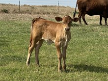 Name Dropper x Fancy heifer calf