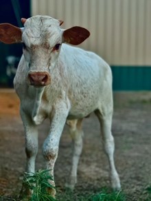 Bull Calf